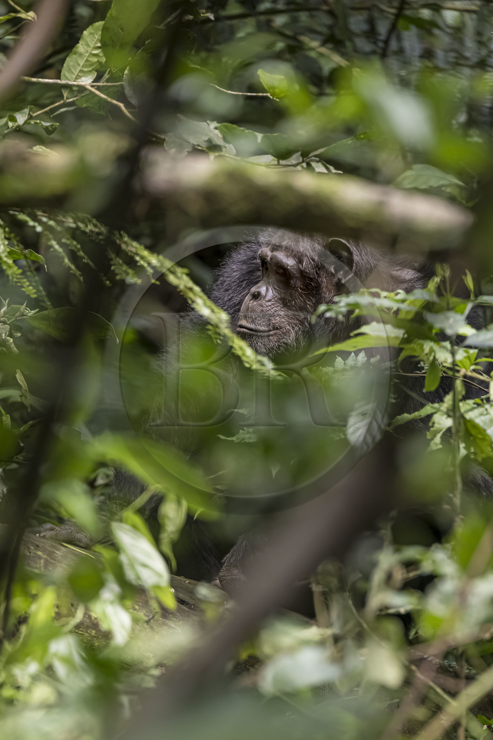 Rwanda, Province de l’Ouest, Nyakabuye, Parc national de Nyungwe, forêt tropicale humide naturelle de Cyamudongo, Chimpanzé commun (Pan Troglodytes) Rwanda, Province de l’Ouest, Nyakabuye, Parc national de Nyungwe, forêt tropicale humide naturelle de Cyamudongo, Chimpanzé commun (Pan Troglodytes)