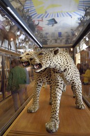 France, Paris, Le Marais District, Musee de la Chasse et de la Nature (Museum of hunting and nature) in the Hotel de Guenegaud