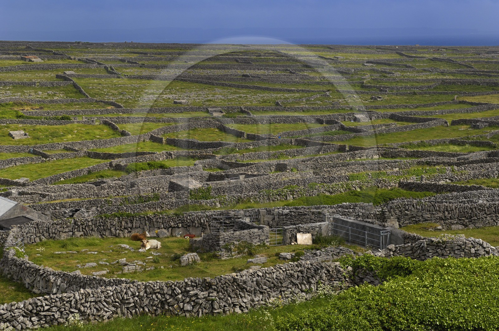 Irlande, Comté de Galway, Aran Islands, Inishmaan, murets typiques en pierres sèches délimitant chaque parcelle de terre