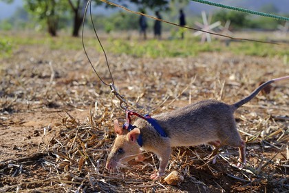 Tanzania, university of Morogoro, the Apopo detection rat technology for mines, rat trainig for detection of TNT on the field