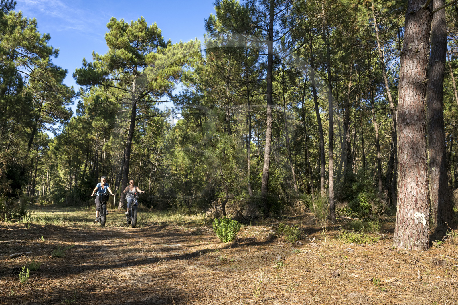 France, Charente-Maritime (17), Royan, La Tremblade, cyclistes utilisant des Fat Bikes sur les chemins sablonneux de la forêt domaniale de la Coubre et des Combots d’Ansoine qui longe l’Atlantique au nord de La Palmyre
