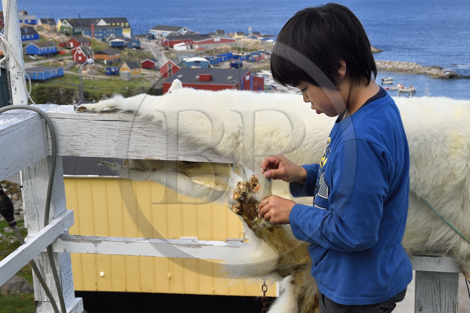 Groenland, cote ouest, baie de Baffin, Upernavik, jeune inuit montrant la peau d'un ours polaire chassé par son père