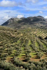 Spain, Andalusia, Jaén Province, olive groves south of Martos and the Sierra Magina in the background