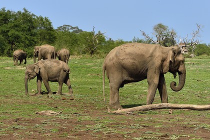 Sri Lanka, province d'Uva, Parc national d'Uda Walawe (Udawalawe National Park), éléphants d'Asie (Elephas maximus)
