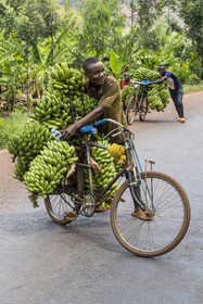 Rwanda, Province de l’Est, Kabarondo, transport de régime de bananes plantain sur bicyclette sur la route de l'Akagera, les bicyclettes sont le principal moyen de transport local