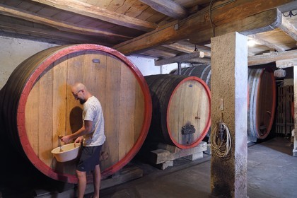 France, Bas Rhin, the Alsace Wine Route, Traenheim, Wine estate MULLER Charles & Fils cave