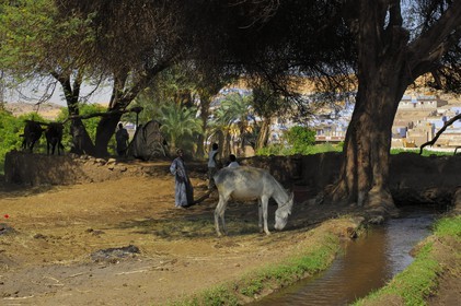 Egypt, Upper Egypt, Nubia, Nile Valley, Aswan, west bank, well in the nubian countryside