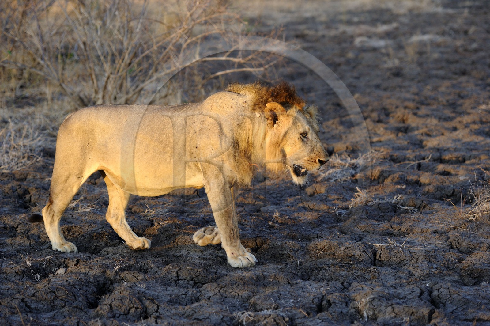 Tanzanie, Reserve de gibier de Selous une des plus grandes zones protégées au monde et inscrite sur la liste du patrimoine mondial de l’Unesco depuis 1982, lion (Panthera leo)