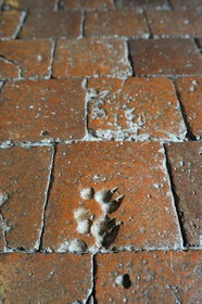 France, Côte d'Or (21), Châteauneuf-en Auxois, labellisé Les Plus Beaux Villages de France, le château, empreinte d'animaux datant du Moyen-Âge dans les carreaux d'argiles du sol pour chasser les mauvais esprits