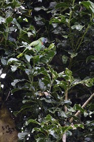Caribbean, Dominica Island, Morne Diablotin National Park on the Waitukubuli hiking trail that crosses the island, Jaco, the red-necked amazon (Amazona arausiaca) is an amazon parrot endemic to Dominica