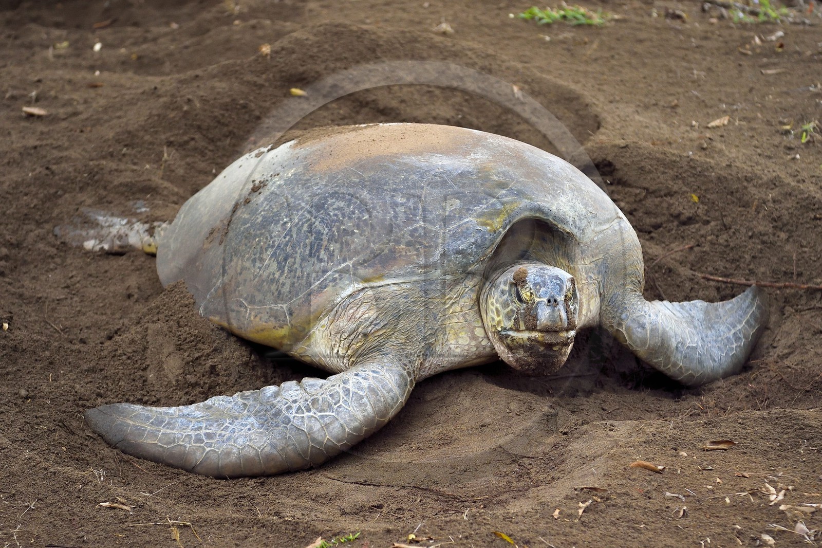 France, Ile de Mayotte, Grande-Terre, Kani-Keli, plage de N’Gouja, le Jardin Maoré, tortue (de mer) verte (Chelonia mydas) recouvrant de sable ses oeufs après la ponte