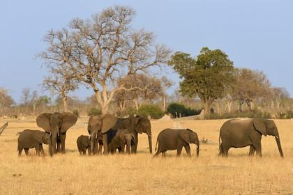 Zimbabwe, province de Matabeleland septentrional, parc national Hwange, éléphants sauvages d'Afrique (Loxodonta africana) dans la savane