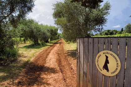 France, Alpes-Maritimes (06), Cannes, Iles de Lérins, Ile de Saint-Honorat, oliveraie et vignoble dont l'entrée est réservée aux moines
