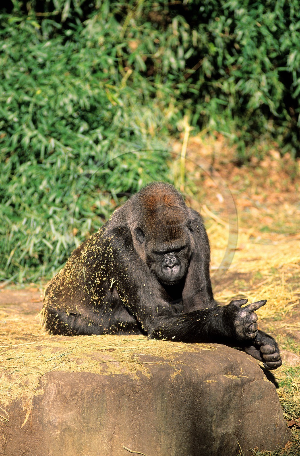 Etats-Unis, New York, Zoo du Bronx, gorille d'Afrique Centrale