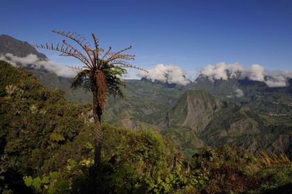 France, Reunion island (French overseas department), cirque de Salazie, listed as World Heritage by UNESCO, tree ferns