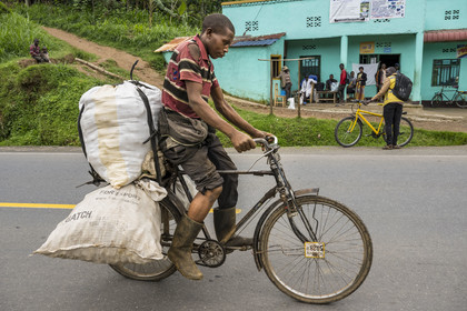 Rwanda, Province du Nord, District de Musanze (Ruhengeri), jour de marché à Muryabazira sur la Route Nationale 4 entre Kigali et Ruhengori, transport de gros sacs sur une bicyclette, les bicyclettes sont le principal moyen de transport local
