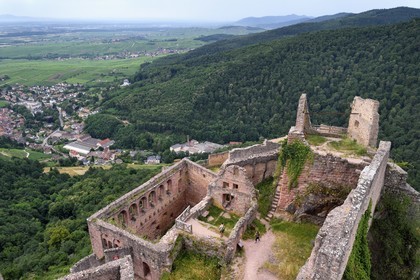 France, Haut Rhin, the Alsace Wine Route, Ribeauville, Saint Ulrich Castle, residence of Ribeaupierre until the 15th century, overlooking the village of Ribeauvillé and the plain of Alsace, the Knights' Hall with semicircular windows