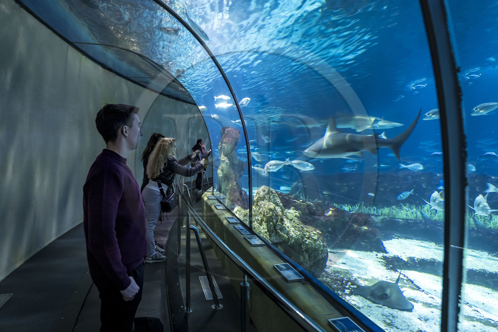 Espagne, Catalogne, Barcelone, Port Vell, l'aquarium, le tunnel subaquatique