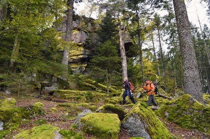 France, Haut-Rhin (68), Thannenkirch, randonnée dans le massif du Taennchel sous le Rocher des Géants