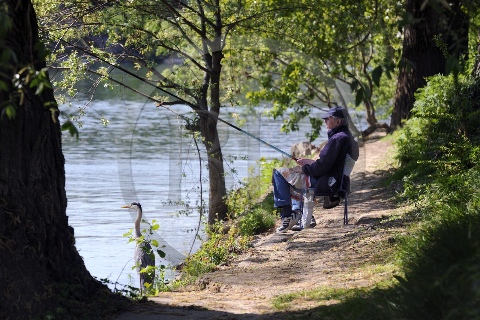 France, Val de Marne, the Marne riverside, Champigny-sur-Marne, John the fisherman and the Grey Heron (Ardea cinerea) which is regularly at his side
