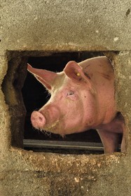 France, Haut Rhin, Wasserbourg, Ferme-auberge (farm-inn) Buchwald