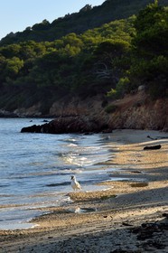 France, Var (83), Iles d'Hyères, parc national de Port Cros, Ile de Porquerolles, goéland sur la plage Notre-Dame dans la Baie de l'Alycastre