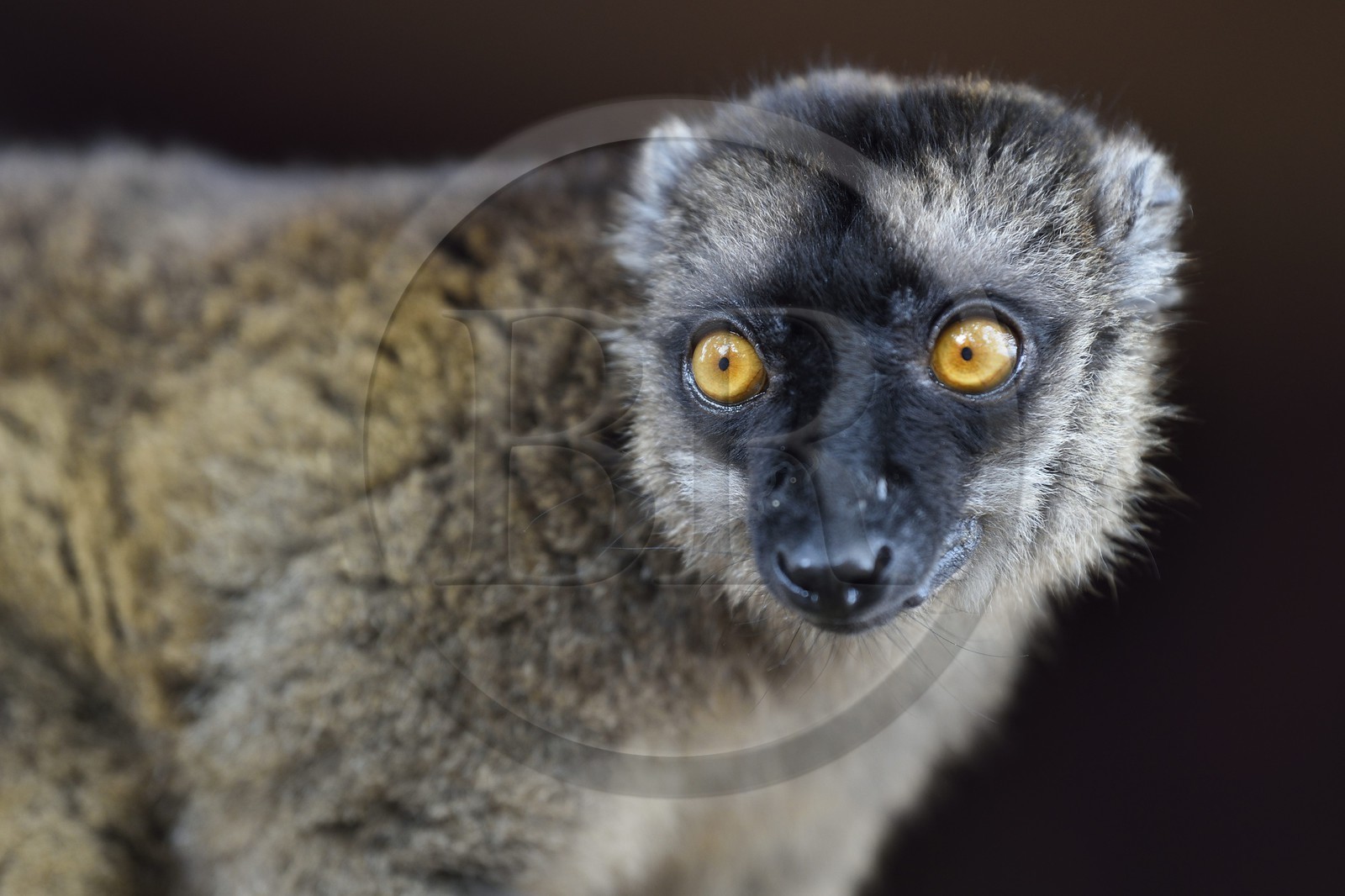 France, Ile de Mayotte, Grande-Terre, Kani-Keli, le Jardin Maoré à la plage de N’Gouja, Lémur fauve (Eulemur fulvus mayottensis) appelé aussi maki