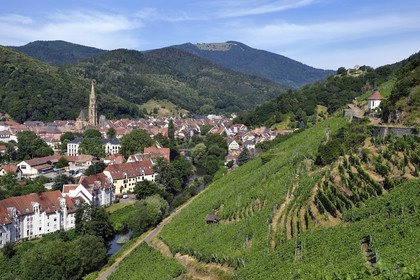 France, Haut-Rhin (68), Route des vins d'Alsace, Thann, vignoble Grand Cru de Rangen qui surplombe la ville de Thann et la collégiale Saint-Thiebaut