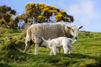 Royaume-Uni, Ecosse, région des Highlands, les Hébrides, île de Skye, mouton et son agneau