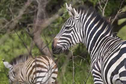 Rwanda, Parc national de l'Akagera, zèbre des plaines (Equus quagga)