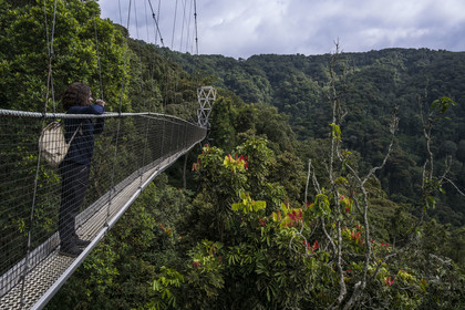 Rwanda, Province de l’Ouest, Colline Ibanda à Uwinka, Parc national de Nyungwe, la Canopy walkway passerelle suspendue qui surplombe la canopée de la forêt tropicale à 70 mètres de haut