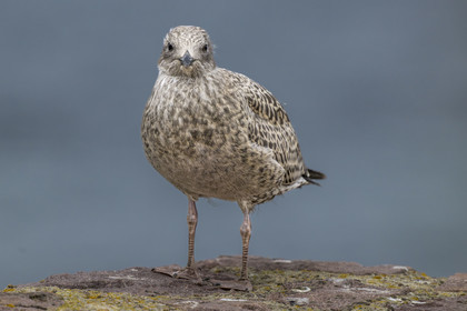 France, Côtes d'Armor (22), Grand Site de France Cap d'Erquy – Cap Fréhel, Plévenon, Cap Fréhel classé Natura 2000, Goéland juvénile