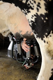 France, Haut-Rhin (68), la route des Crêtes vers Metzeral, ferme marcaire de Steinwasen, la traite des vaches
