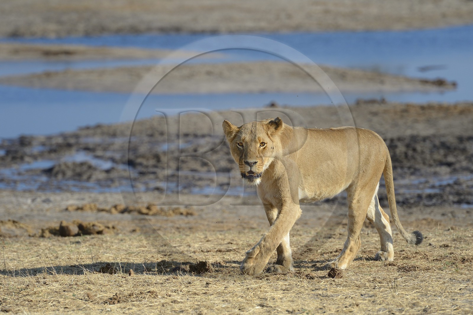 Zimbabwe, province de Matabeleland septentrional, parc national Hwange, lion (Panthera leo) autour d'un point d'eau