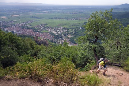 France, Haut Rhin, the Alsace Wine Route, Ribeauville, hiker with the Girsberg Castle and Ribeauville in the background