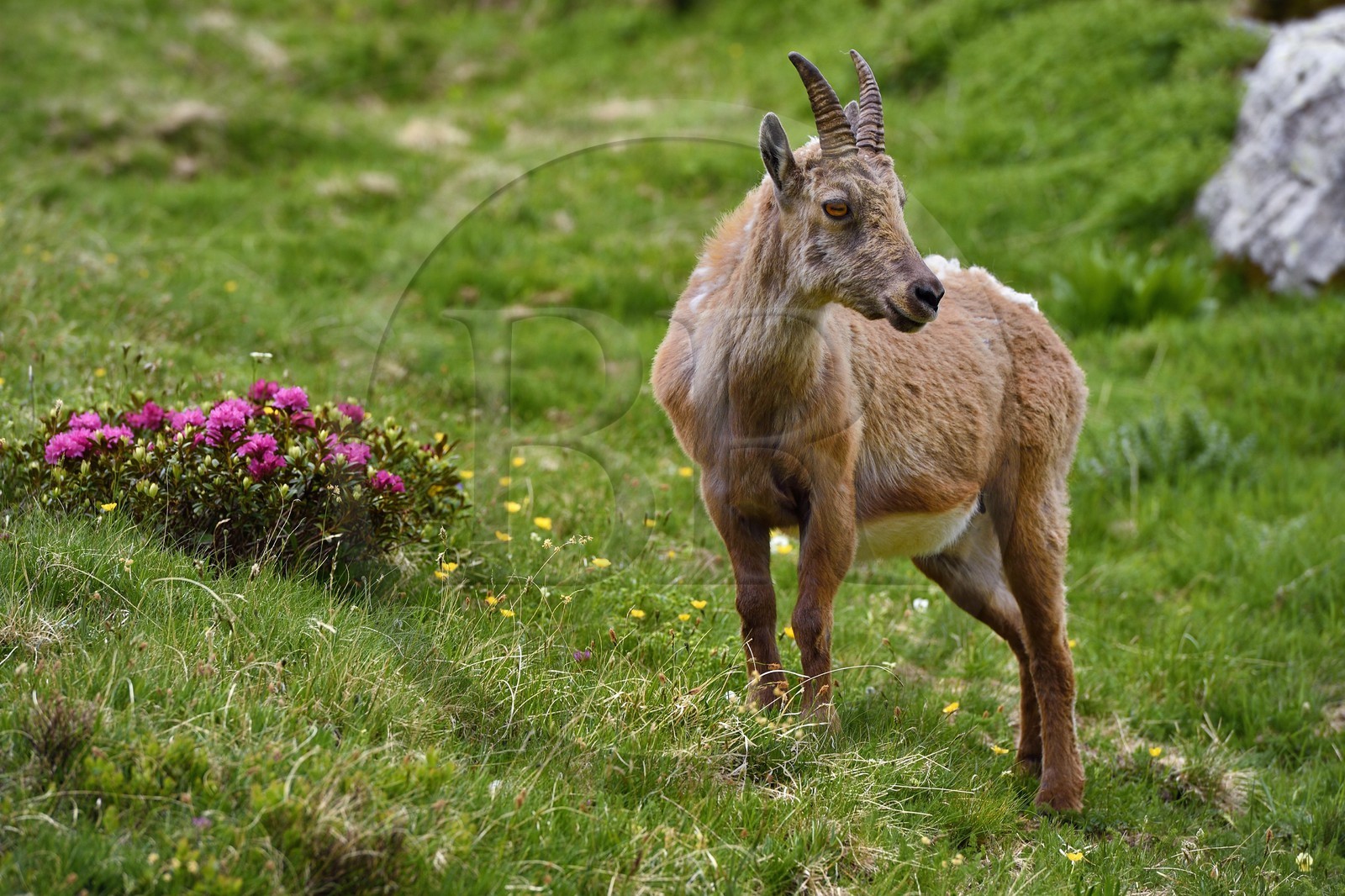 France, Alpes-Maritimes (06), parc national du Mercantour, vallée de la Valmasque, étagne, bouquetin (Capra ibex) femelle des Alpes