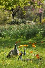France, Paris (75), le Bois de Boulogne, parc de Bagatelle, paon