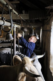 France, Haut-Rhin (68), la route des Crêtes vers Metzeral, ferme marcaire de Steinwasen, le fils Matter raccroche les cloches des vaches au retour des près
