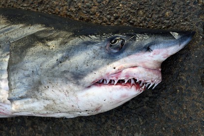 Sri Lanka, Province du Sud, Matara (district), Weligama, port de pêche de Mirissa, requin