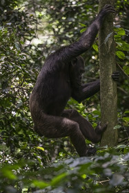 Rwanda, Province de l’Ouest, Nyakabuye, Parc national de Nyungwe, forêt tropicale humide naturelle de Cyamudongo, Chimpanzé commun (Pan Troglodytes) femelle