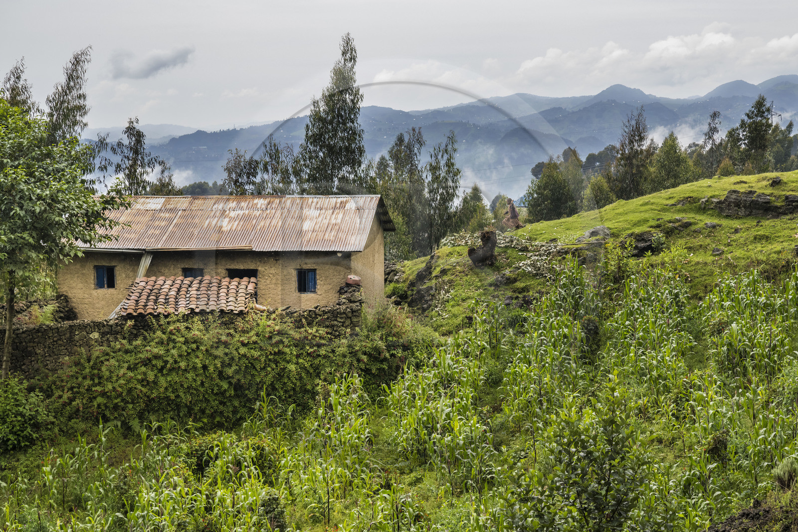 Rwanda, Province du Nord, District de Musanze (Ruhengeri), Busogo, ferme et cultures sur les pentes du mont Karisimbi dans les montagnes des Virunga