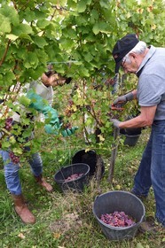France, Bas Rhin, the Alsace Wine Route, Nothalten, grape harvest on a gewurztraminer plot of the Wine estate Philippe Sohler at Epfig