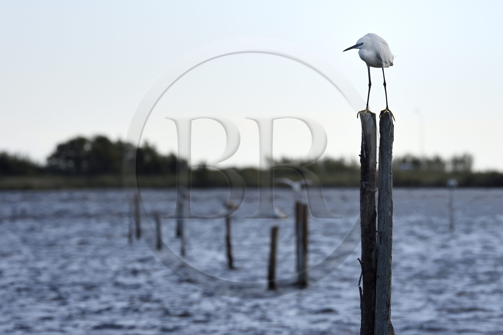 France, Haute-Corse (2B), l'étang de Biguglia (stagnu di Chjurlinu), réserve naturelle de Corse (RNC), Aigrette garzette (Egretta garzetta) sur un pieu d'aulne