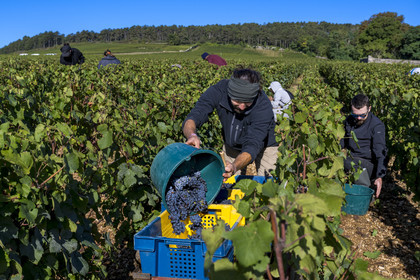 France, Côte-d'Or (21), les climats de Bourgogne classés Patrimoine Mondial de l'UNESCO, Route des Grands Crus, vignoble de la Côte de Beaune, Volnay, vendanges dans la parcelle de Taille-Pieds appartenant aux Hospices de Beaune qui servent à produire un Volnay 1er Cru cuvée Blondeau et cuvée Muteau à partir du cépage Pinot noir