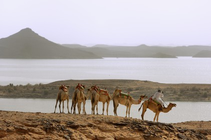 Egypte, Haute Egypte, Lac Nasser, désert de Nubie, site de Ouadi es-Seboua ou vallée des lions, caravane de dromadaires