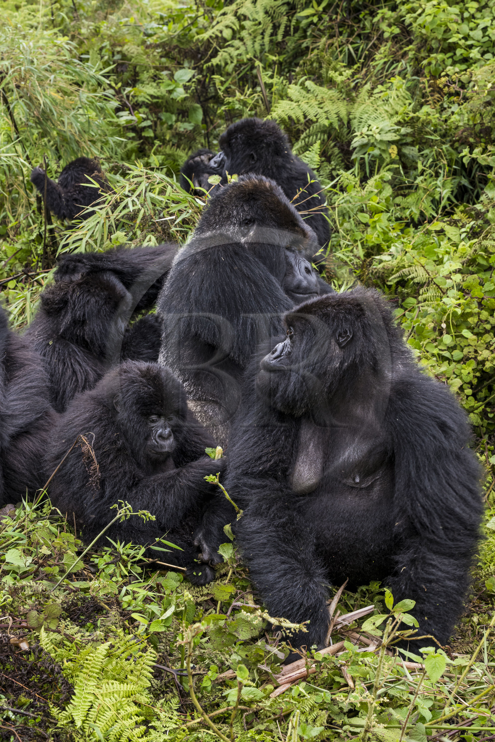 Rwanda, Province du Nord, Parc National des Volcans dans la chaine des Monts Virunga, mont Karisimbi, gorilles des montagnes (Gorilla beringei beringei) du groupe Susa