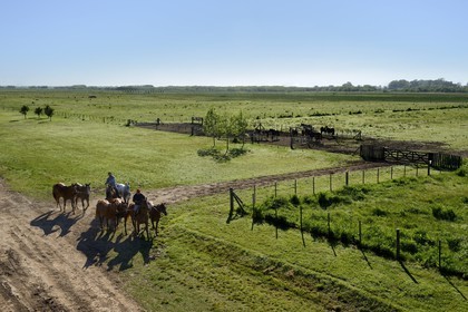 Argentine, province de Buenos Aires, San Antonio de Areco, estancia La Bamba de Areco, retour à l'étable des chevaux utilisés pour le polo