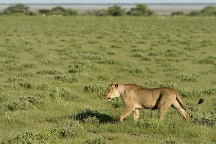Namibie, région de Oshikoto, Parc National d'Etosha, lionne (Panthera leo) en chasse