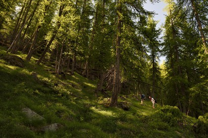 France, Alpes-Maritimes, parc national du Mercantour ( Mercantour national park), Haute-Vesubie, trek in the Gordolasque valley through a forest of larch trees