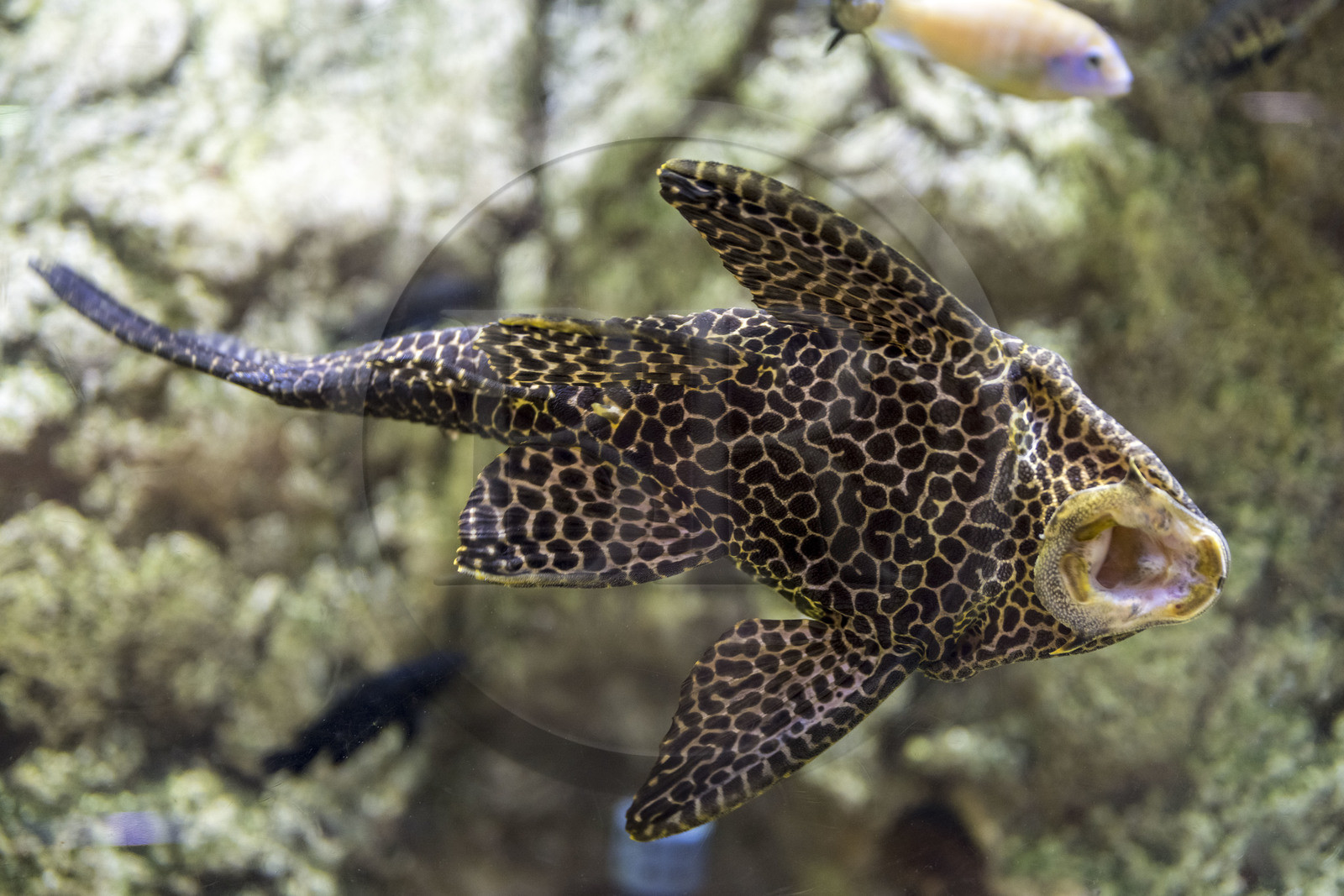 Espagne, Catalogne, Barcelone, Port Vell, l'aquarium, poisson-chat à bouche suceuse (Hypostomus plecostomus)